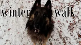 Winter Dog Walk in Snow