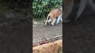 That viral Funny cute Patas Monkey in Japan #youtubeshorts #viralvideo  #monkey #animals