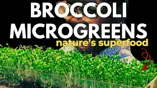 Broccoli Microgreens: The Most Powerful Food for Autoimmune Health (+ How to Grow!)