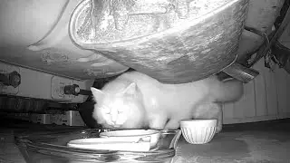 December 26, 2025 - The White Fluffy Cat Came Again - See Description
