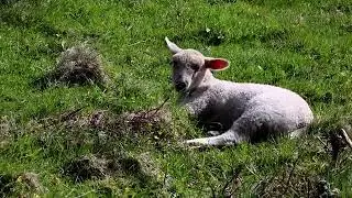 beautiful baby sheep-white sheep