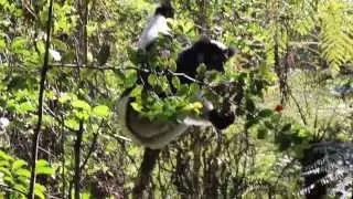 The endangered Babakoto Lemur (Indri indri)  in Andasibe rainforest, Madagacar