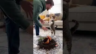 Cat blamed, dog confused - who's telling the truth?