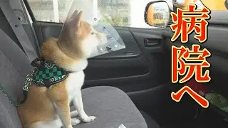 自由に動けるようになった柴犬の、大喜びする姿にジーンときました。しかし最後は非情な現実が・・・