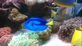 Blue Tang (Paracanthurus Hepatus).mp4
