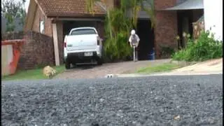 Skater HQ Edit