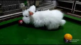 English Angora rabbit Pair