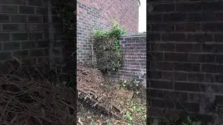 Overgrown garden clearance & ivy removal by Fischerco Gardening Company Aigburth Liverpool
