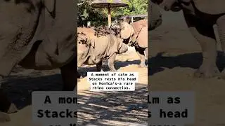 A rare glimpse into rhino breeding behavior. #rhino #indianrhino #rhinoceros #education #didyouknow
