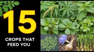 15 Forgotten Crops That Grow Faster & Feed Better Than Anything You're Growing Now