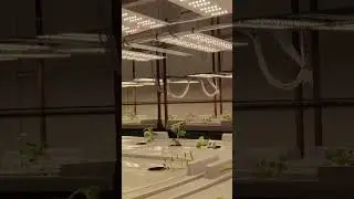 Aeroponics potato🥔 minitubers