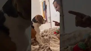 From Ruff Play to Gentle Paws🐶🐾#shorts #trending #viral #beagle #dog #funny #youtubeshorts