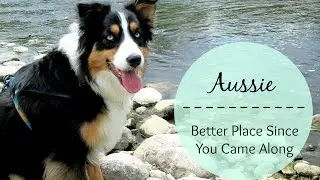 Australian Shepherd - Better Place |Life With Aspen|