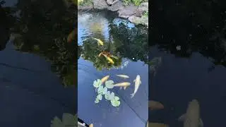 With fish and bees sadley almost got stung