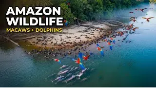 Relaxing Walk in the Amazon: Macaws at Dawn | Canopy Breeze Wonders Of Wildlife 🌿🎶🦜