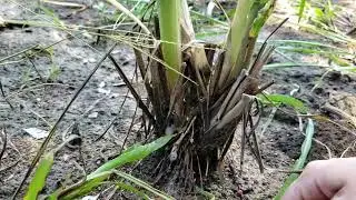 Capim Capiaçu a cigarra atacado.