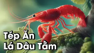 Hướng dẫn từ A-Z Chế biến lá dâu cho tép cảnh.