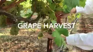 Texas Wine Country Grape Harvest