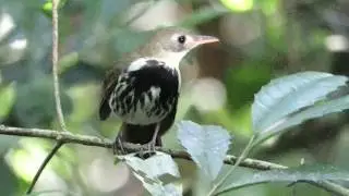 Mosquitero ( Corythopis delalandi )