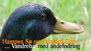 Vandretur langs Hampen S&oslash; i Palsg&aring;rd Skov og fodring af to gr&aring;&aelig;nder