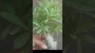 MULTI BRANCHES IN ADENIUM