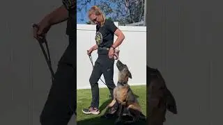 Mom Dog, Still a Rocket 🚀 | Belgian Malinois Agility + Core Strength
