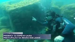 Coral Sol: Presen&ccedil;a da esp&eacute;cie causa preocupa&ccedil;&atilde;o na regi&atilde;o dos lagos