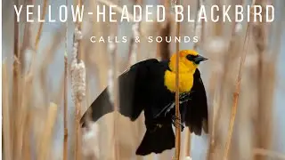 Yellow headed Blackbirds | Calls & Sounds