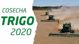 4 Cosechadoras John Deere cosechando Trigo!! [Clip]