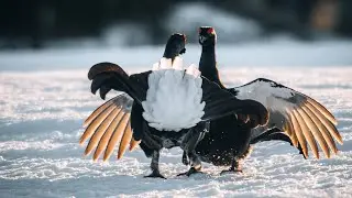 Black Grouse Fighting | Slow Motion | Mating Season | GH6 | Teeren Soidin