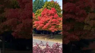 Fall In the Streets of Manassas #manassas #fall #virginia #usa
