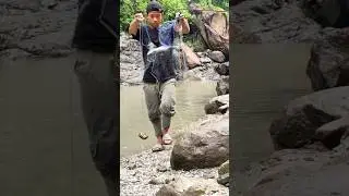 Unbelievable !! Morning Time !! Net Fishing Catch  #Shorts Nepali style