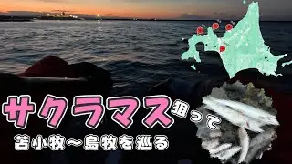 【サクラマス釣り】 苫小牧〜島牧4連戦！ポイント調査して回った結果のホッケちゃん【2025年3月～4月】