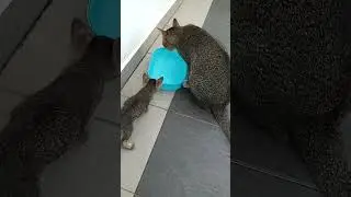 Time Machine Cats !!!! Longest Daily Cat's Story , SHORTS