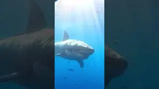 Real life JAWS‼️ #shark #sharks #greatwhite #sharkweek #sharkfamily #jaws #ocean #giant #shorts