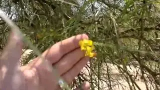 Jerusalem Thorn: Rare, unusual exotic hardy seeds for the garden, greenhouse & conservatory