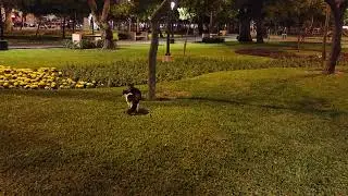 Lima's Cat Parks - Kennedy Park / Parque Kennedy (Lima, Peru)