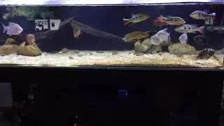 Fogo/dandara/setiger