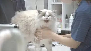 수의사쌤, 우리 마농이 괜찮은거죠?