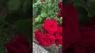 Bunch of red roses 🌹 in garden | most beautiful red rose 4k video | #shorts #shortsfeed #redrose