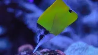 1 HOUR of Beautiful Coral Reef Fish, Relaxing Ocean Fish, Tank & Relax Music