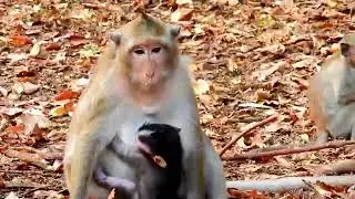 Monkey Grab In Cambodia Good All Monkeys In Khmer #046