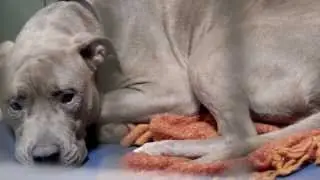 Animal Rescue League Adoptions