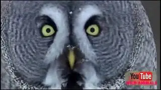 The best eagle attack  2018
