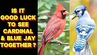 IS IT GOOD LUCK TO SEE CARDINAL AND BLUE JAY TOGETHER ?