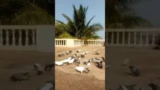 Banjara Krishna Jadhav pizeon