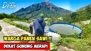 PANEN SAWI DI DEKAT GUNUNG MERAPI !! Cerita Desa Selo, Boyolali - Petualangan Alam Desaku
