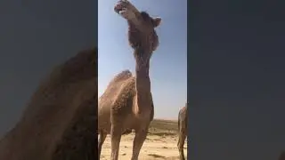 الشاعر : راضي الحيلي بن سكته البناقي