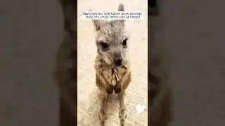 A kind woman rescued an injured Kangaroo 🦘 #rescueanimals #animalrescue #manytearsanimalrescue