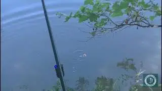 Tecnica de Pesca En Superficie con Pan Deslizante